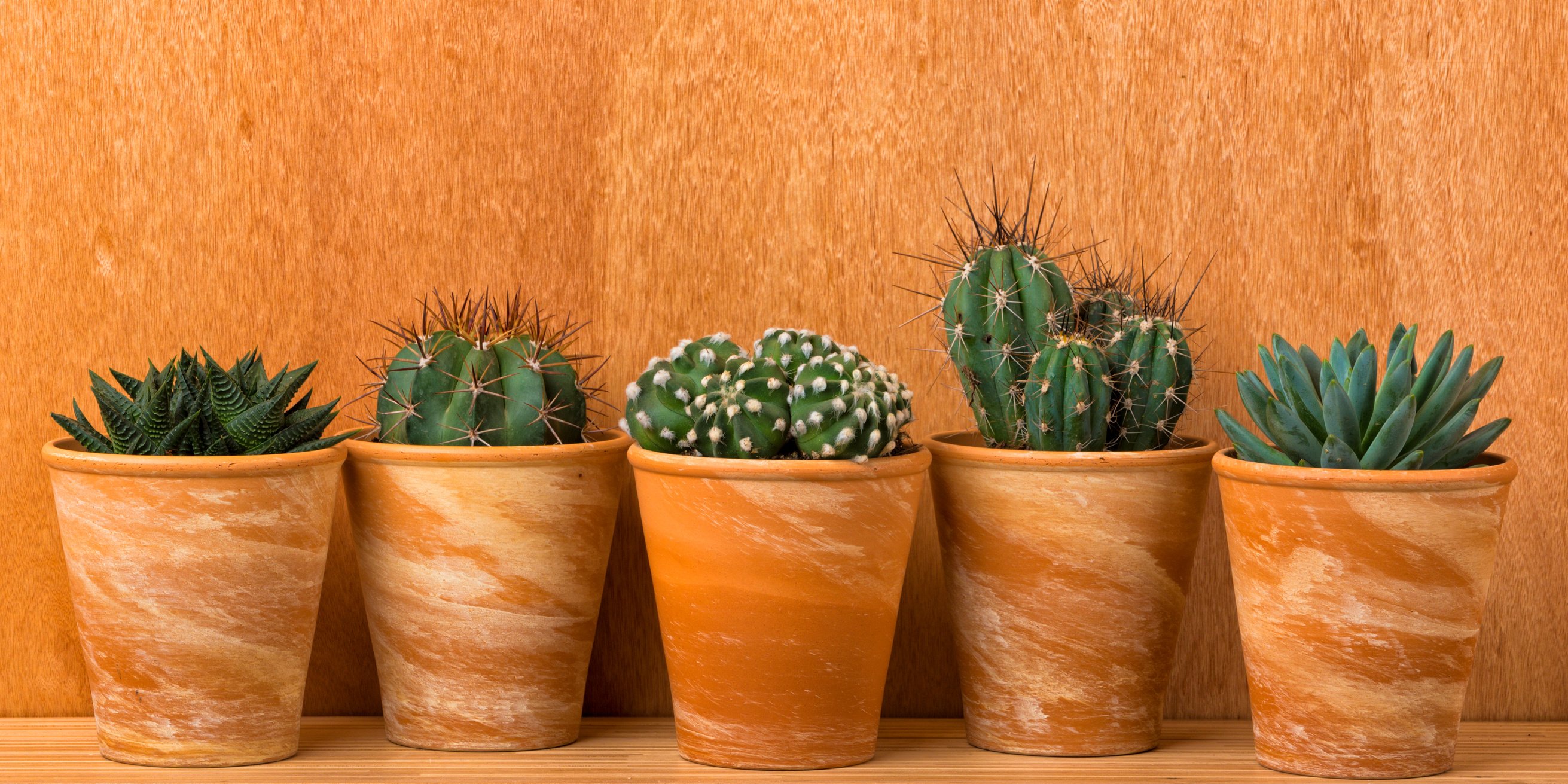 Cactus in Terracotta Pots 